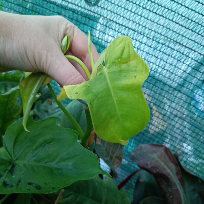 philodendron golden violin,cięty szczyt