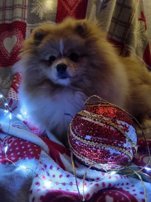 Хлопчик шпіц на вязку