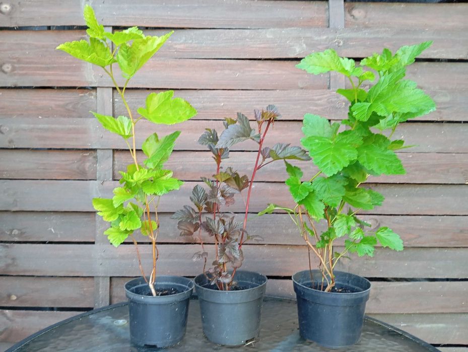 Pęcherznica zielona