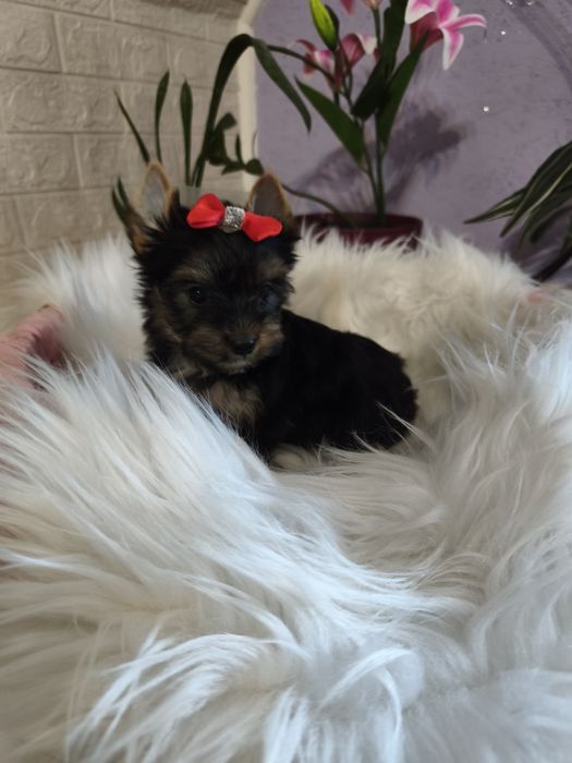 Yorkshire terrier śliczna dziewczynka
