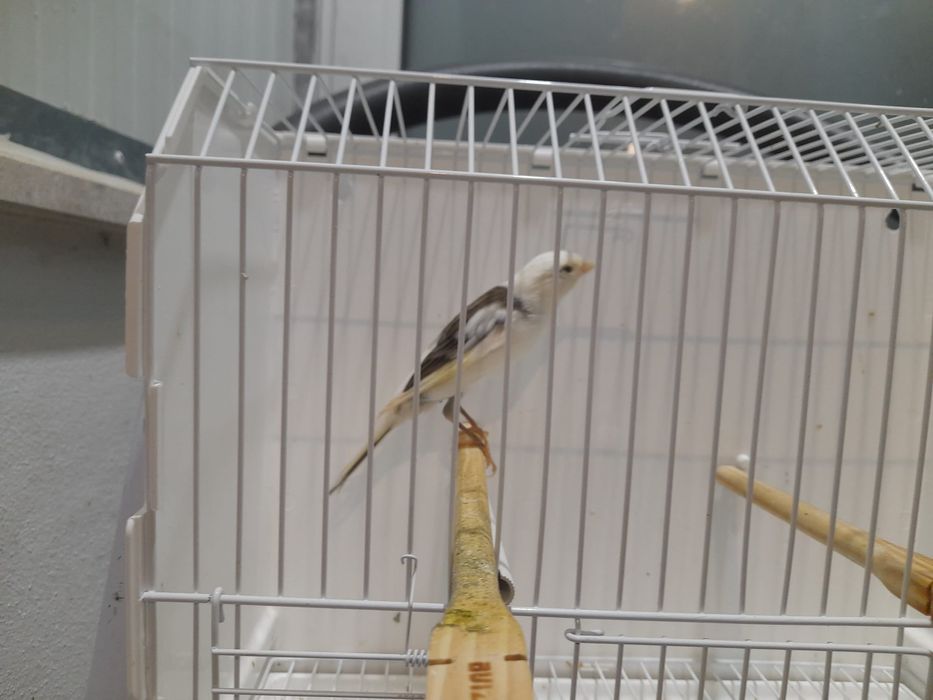 Canario largues espanhol