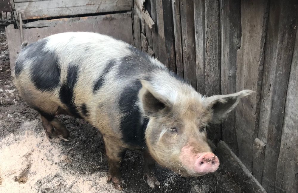 Продаю свиней живою вагою