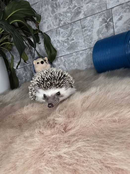 Afrykański jeż pigmejski