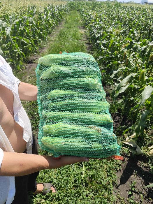 Продам Солодку Кукурудзу на 27 07