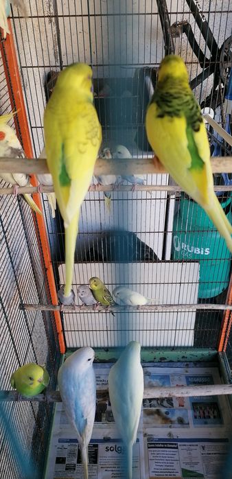 Periquito australiano