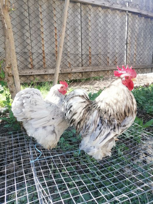 Кохинхин карликовый.