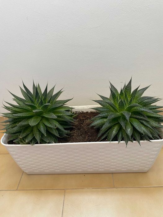 Suculenta Aloe aristata