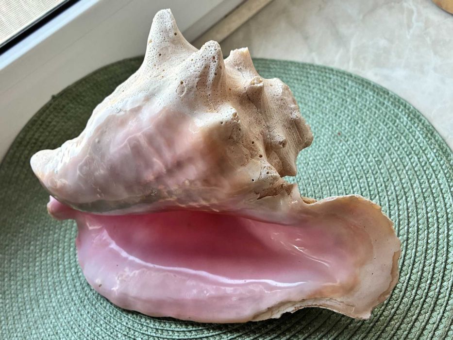 Orginalna Queen Conch z Bahama - duza muszla
