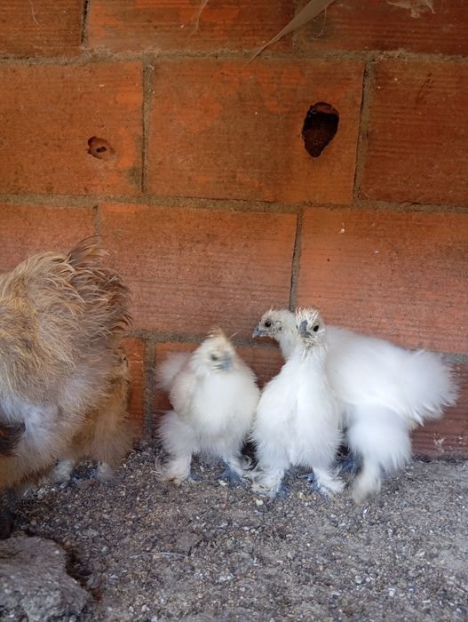Patos e galinhas sedosas