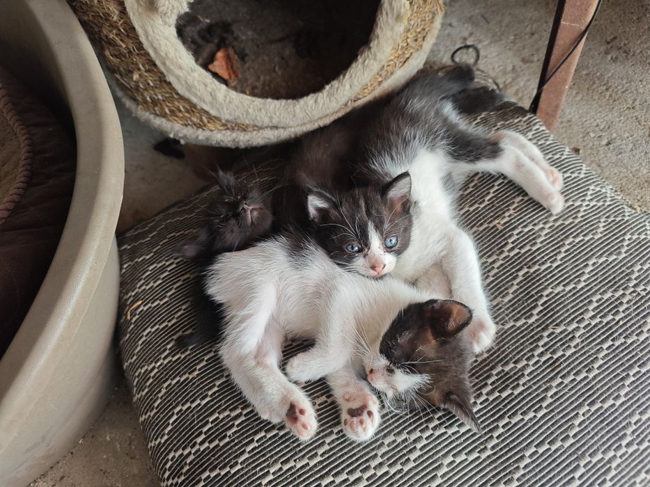 Gatinhos para dar