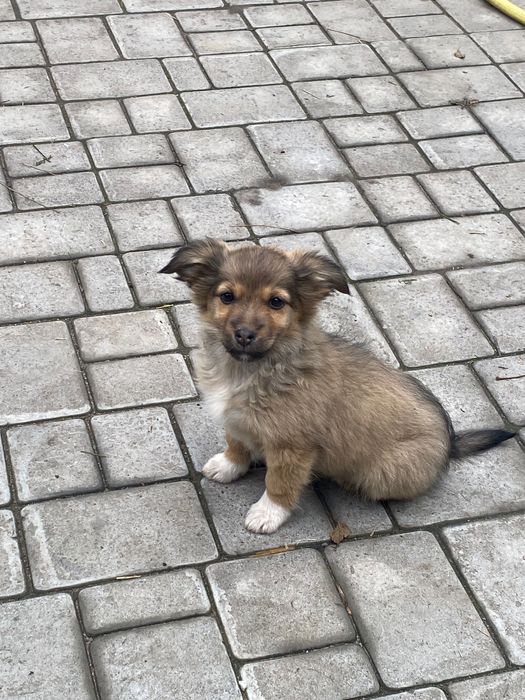 Віддам цуценят в хороші руки