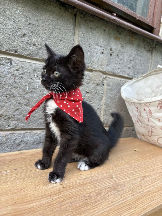 Kredeczka z Felv koteczka szuka domu - pokochaj