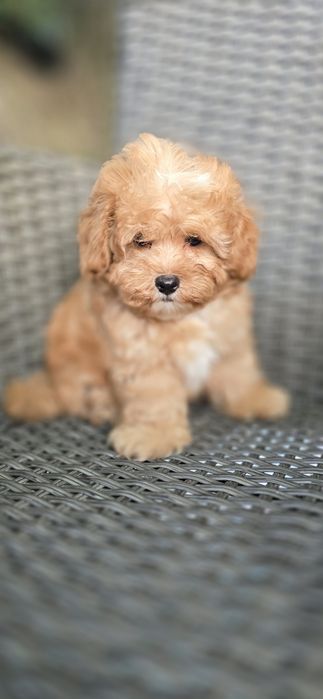 Maltipoo/ chłopczyk