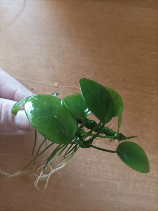Продам аквариумные растения