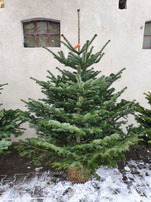Jodła kaukaska choinka