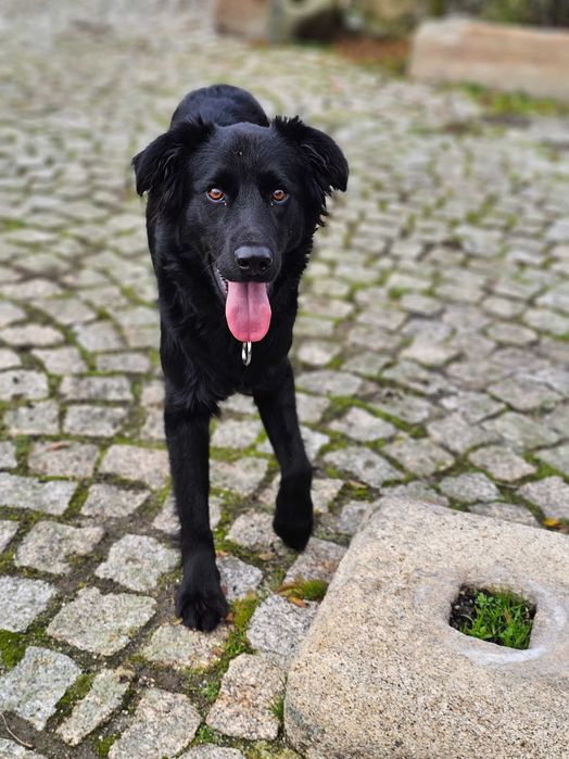 Adoção responsável