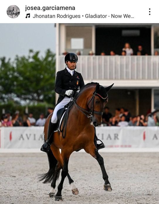 Poldro PSL , filho do Gladiador do lis