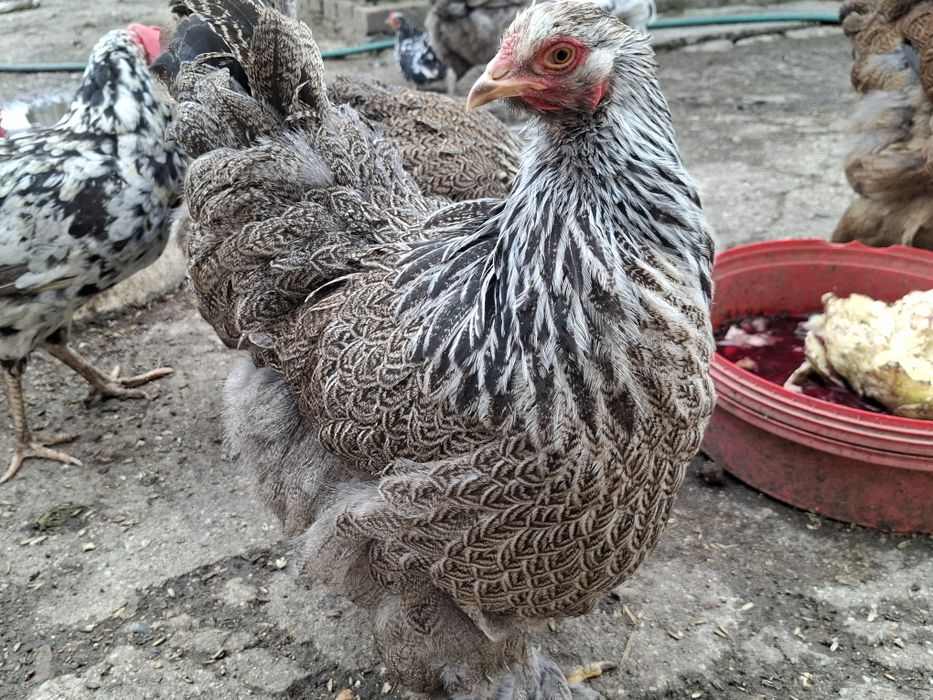 Brahma srebrna sprzedam