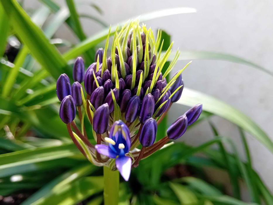 Scilla Peruviana