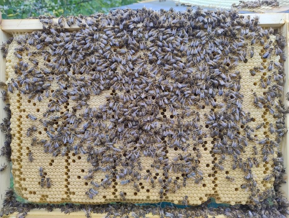 Czerwiące matki pszczele