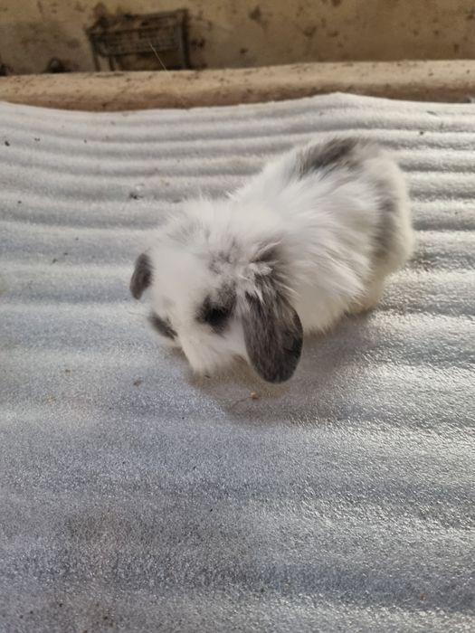 Kit coelhos anoes mini lop(orelhudos) puros e mini holandes no criador