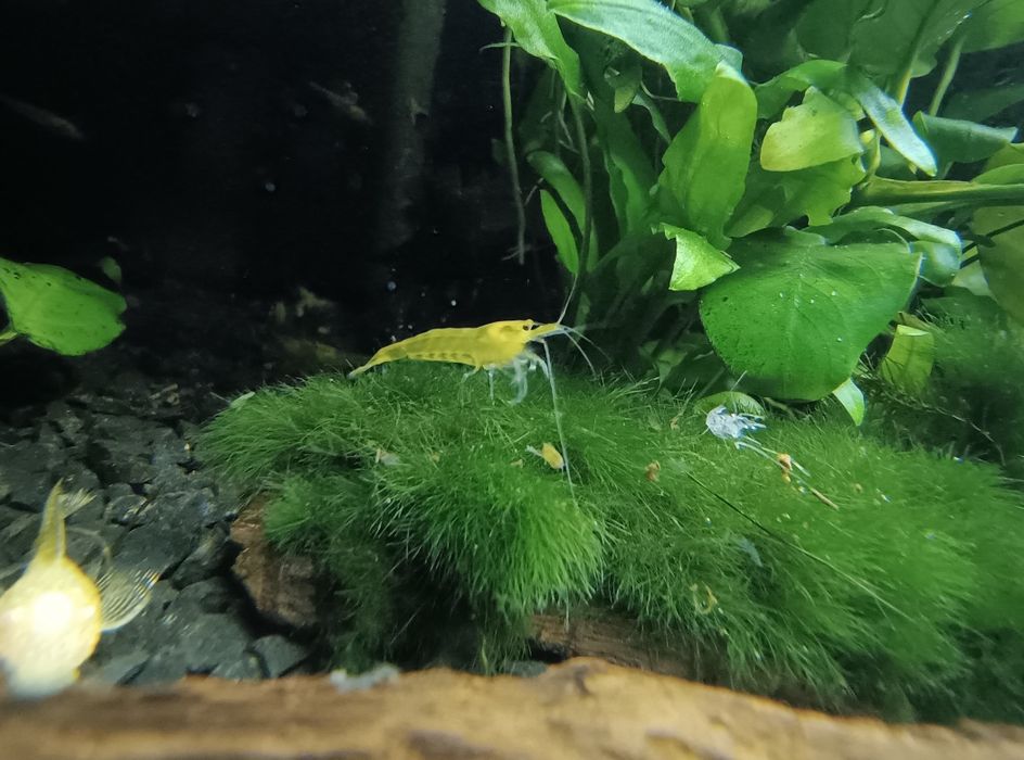 Krewetki Yellow neocaridina