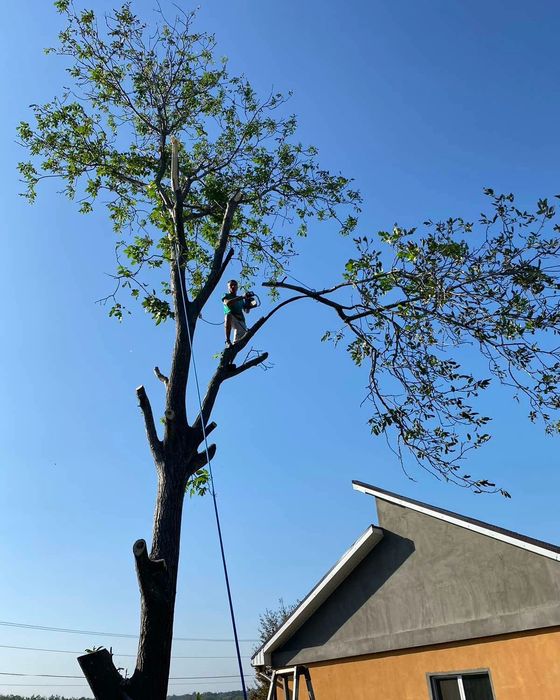 Спил деревьев. Спил деревьев.  Расчистка участков.