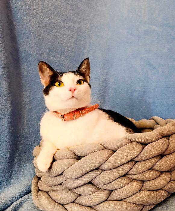 Кошка, котик, котёнок, кошеня, котеня, киця