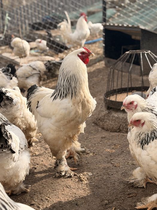 Півень Брама (Колумбійська Брама, світла) чистокровний