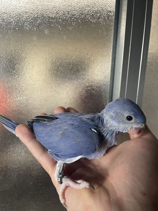 Ring Necks Violeta Muito MEIGOS