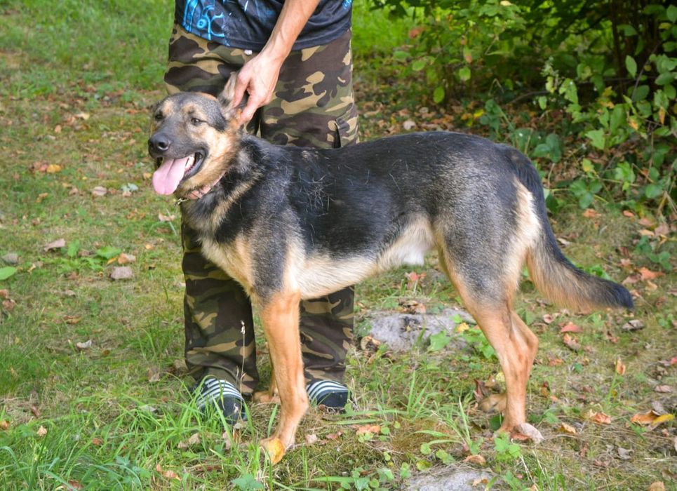 Przytulaśny Snoopy szuka domu