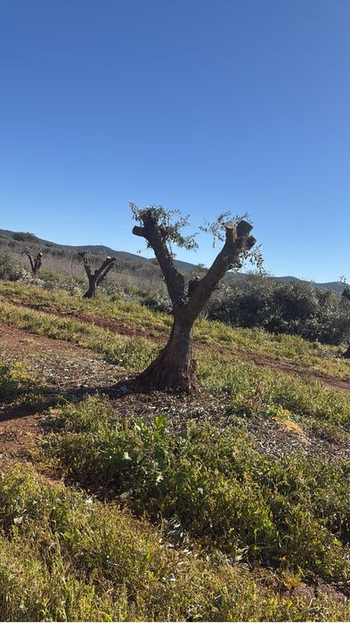 Oliveiras centenarias