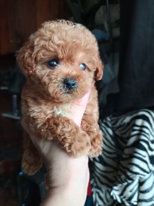 Пупсяшні мікро діткиF2.