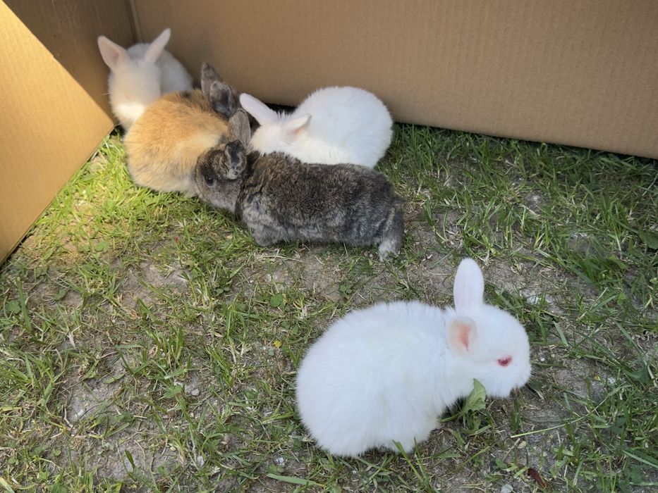 Kroliki miniaturowe mini lop