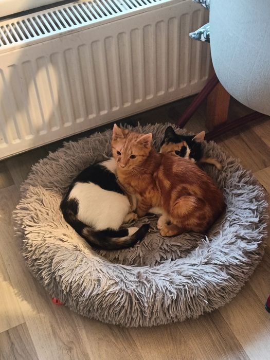 Malina i Łokietek szukają wspólnego domku