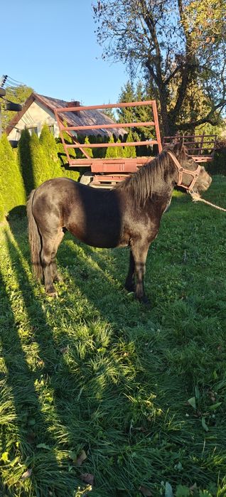 Sprzedam klacz kuc kucyk