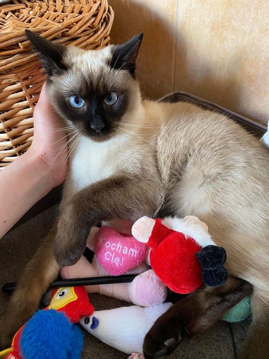 Zaginęła kotka syjamska typ kot syjamski