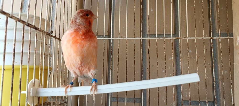 Canário macho de 2023