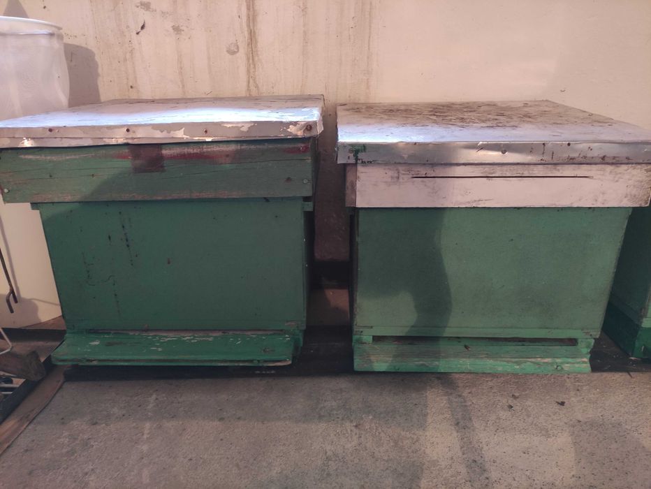 ule pszczele wielkopolskie