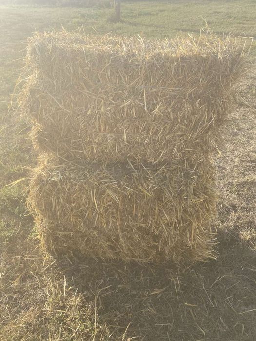 Продам солому ячмінну 2025р.