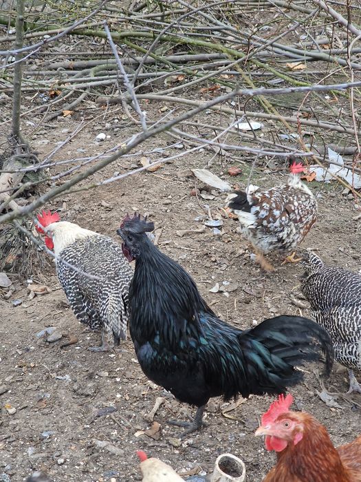 Kury mix wloszka brakla marans ayam cemani wolverk lakenfelder jajka legowe