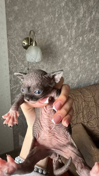 Кошенята сфінкса