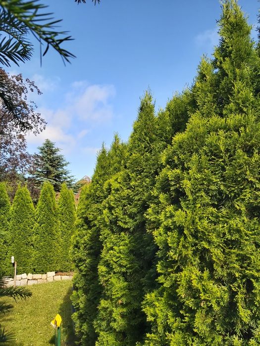 Thuja szmaragd o wysokości powyżej 3 metrów