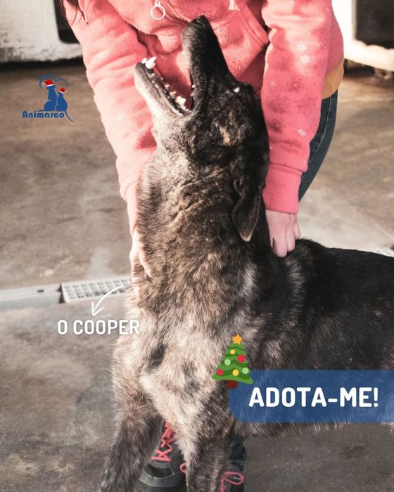 Cooper - cao de porte grande