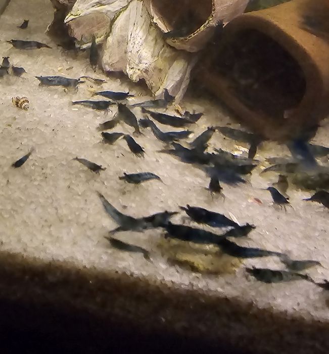 Krewetki Blue Velvet niebieskie 20 szt.