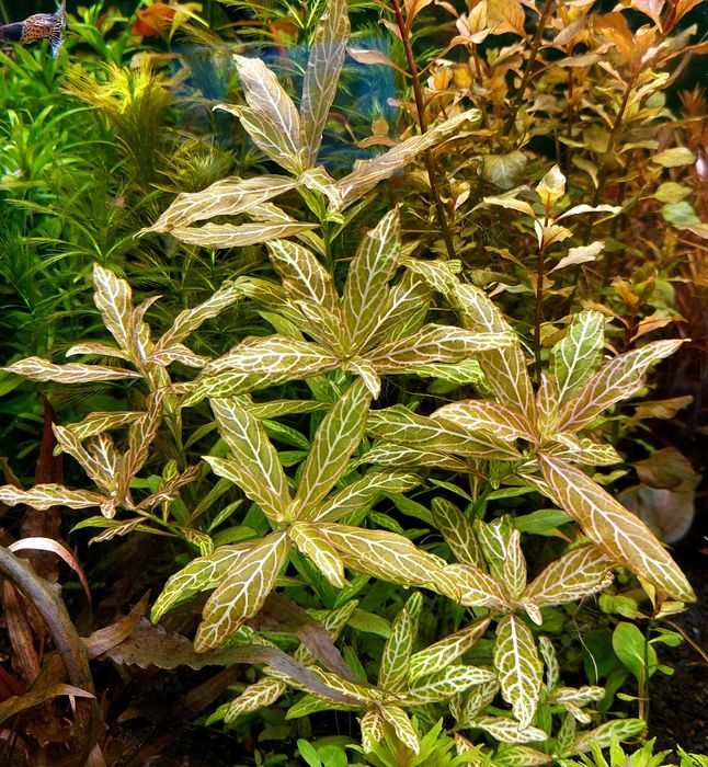 Polysperma rosanerwing