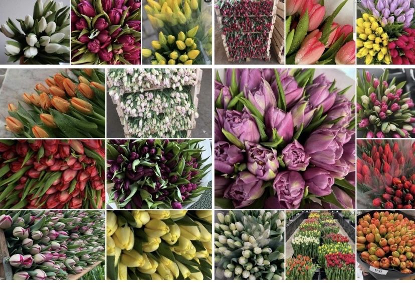 Цибулини тюльпанів після вигонки