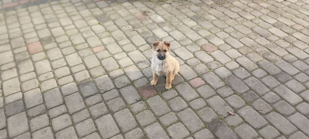 Віддамо чудову дівчинку