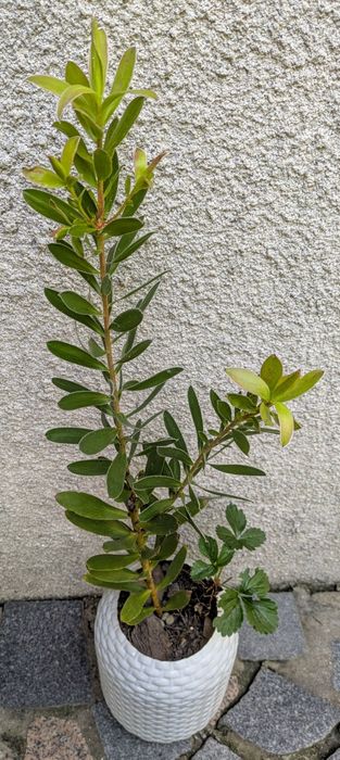 Plantas , catos, suculentas, protea, leucadendro