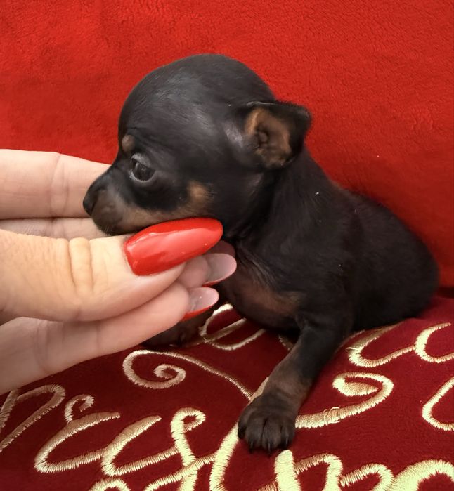 Ratlerek miniaturka , pińczer miniaturowy